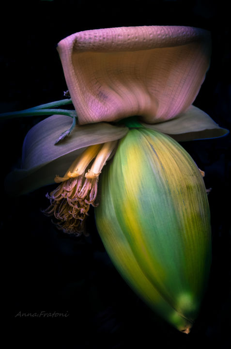Photography titled "Fleur de bananier" by Anna Fratoni, Original Artwork