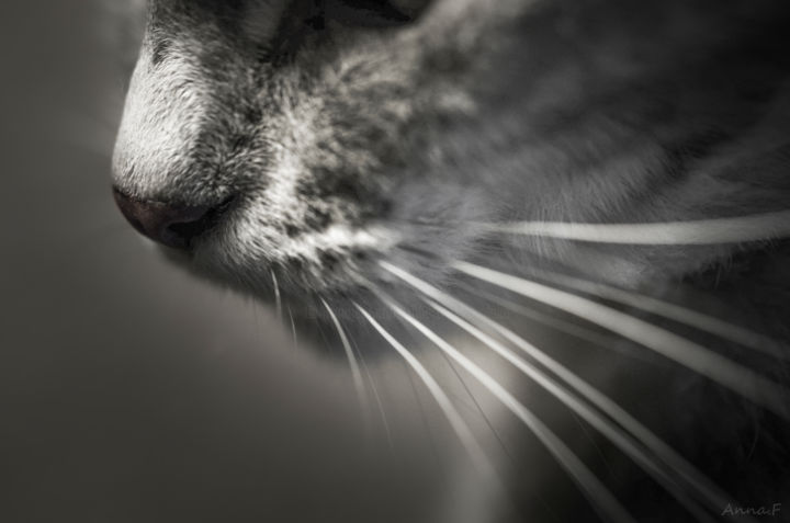 Fotografía titulada "Moustaches" por Anna Fratoni, Obra de arte original