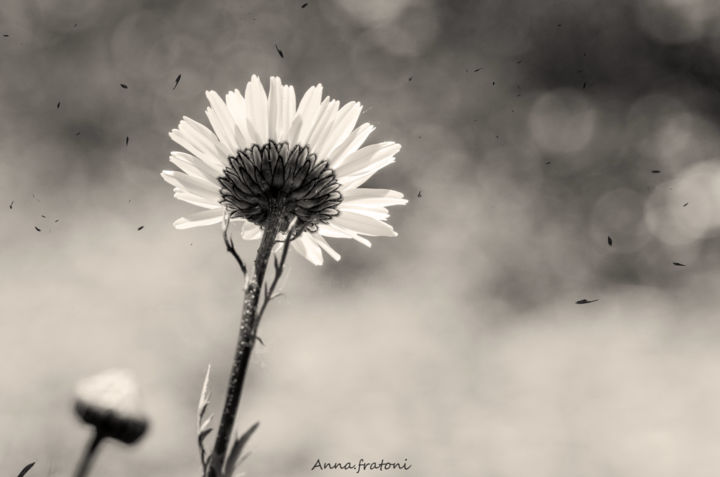 Fotografía titulada "Face aux cendres" por Anna Fratoni, Obra de arte original