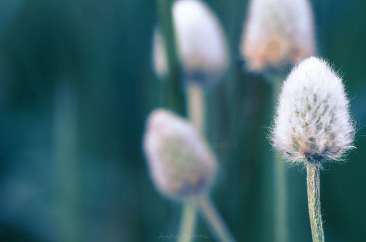 Fotografie mit dem Titel "Naturel" von Anna Fratoni, Original-Kunstwerk