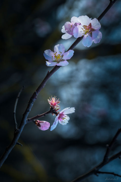 Fotografía titulada "Amandier" por Anna Fratoni, Obra de arte original