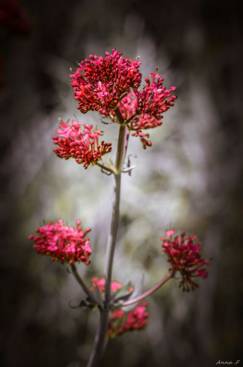 Photographie intitulée "La dame en rouge" par Anna Fratoni, Œuvre d'art originale