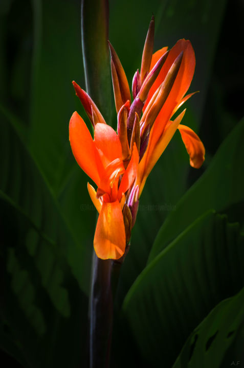 Photographie intitulée "Tropical" par Anna Fratoni, Œuvre d'art originale