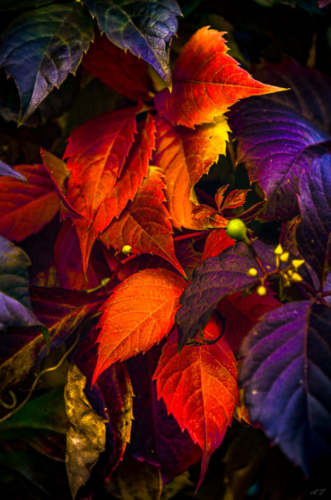 "Tapisserie d'Automne" başlıklı Fotoğraf Anna Fratoni tarafından, Orijinal sanat, Dijital Fotoğrafçılık