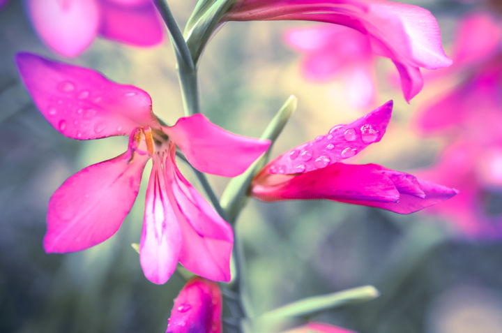 Photographie intitulée "Rose" par Anna Fratoni, Œuvre d'art originale, Photographie numérique