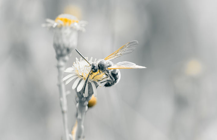 Photographie intitulée "Bee" par Anna Fratoni, Œuvre d'art originale, Photographie numérique