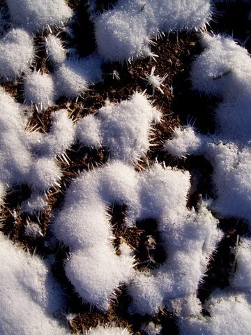 Photographie intitulée "Vison blanc" par Christine Fric, Œuvre d'art originale