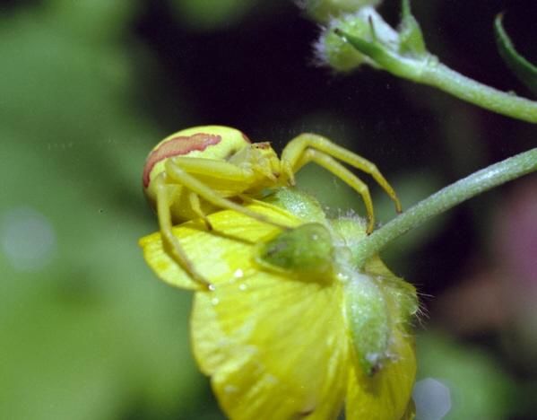 Photographie intitulée "Big Yellow Spider" par James Mckenney, Œuvre d'art originale