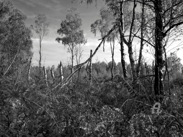 Fotografia zatytułowany „Sun after the storm” autorstwa Marco Brugts, Oryginalna praca, Fotografia nie manipulowana
