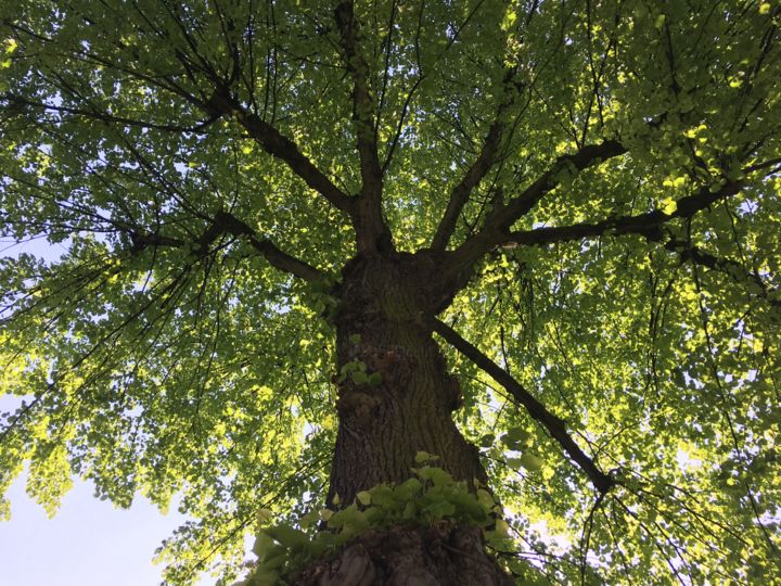 Fotografie mit dem Titel "Baum 1" von Markus Don Alfred Gehrmann, Original-Kunstwerk, Digitale Fotografie