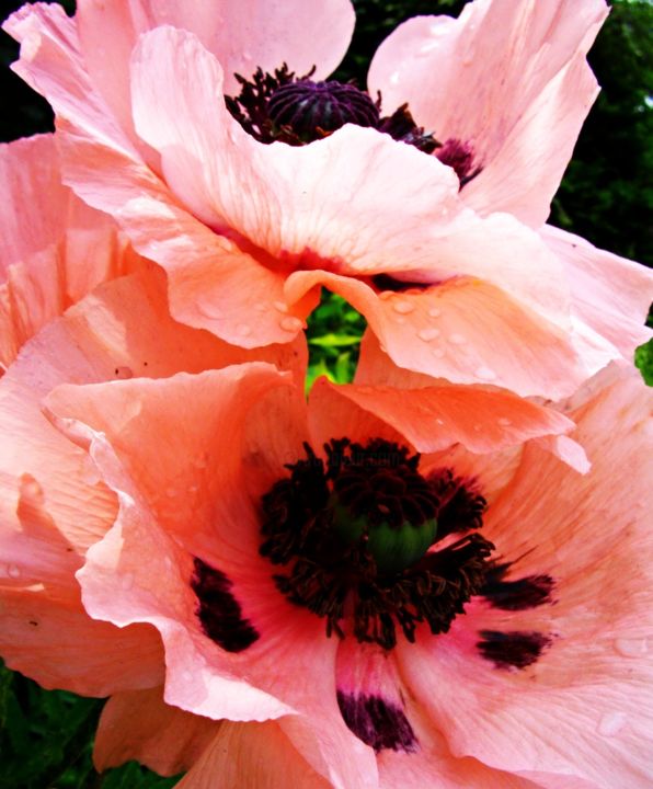 Photography titled "Pink poppies IV" by Paola De Giovanni, Original Artwork