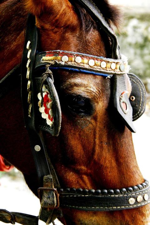 Fotografie getiteld "Horse" door Aleattin Beyazkılınç, Origineel Kunstwerk