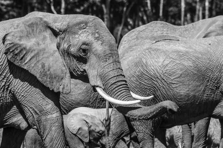 Fotografía titulada "Elefantes en Masai…" por Mela Castagna, Obra de arte original
