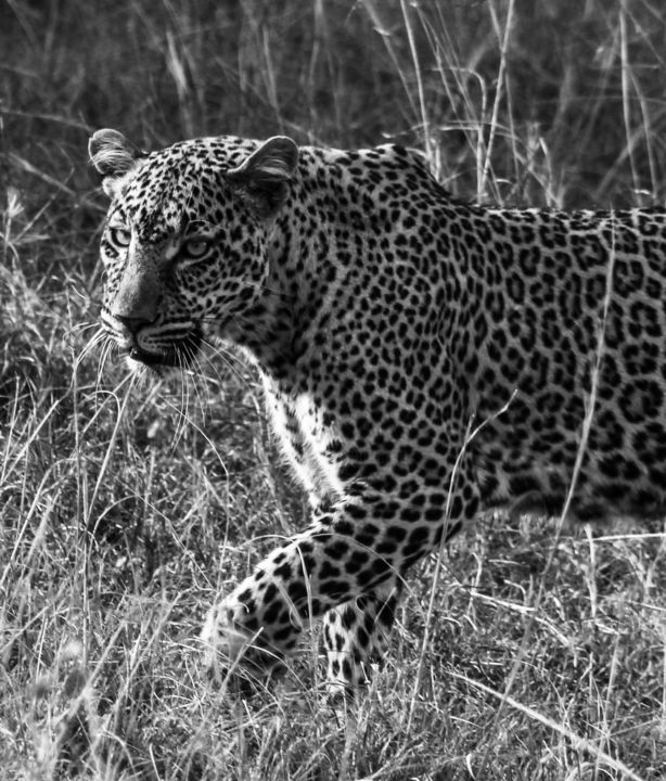 Photographie intitulée "leopardo-melacastag…" par Mela Castagna, Œuvre d'art originale