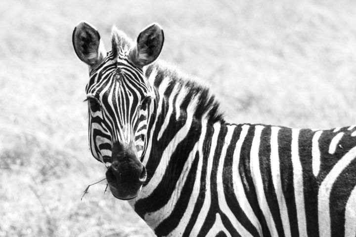 Photography titled "Cebras en Masai Mar…" by Mela Castagna, Original Artwork