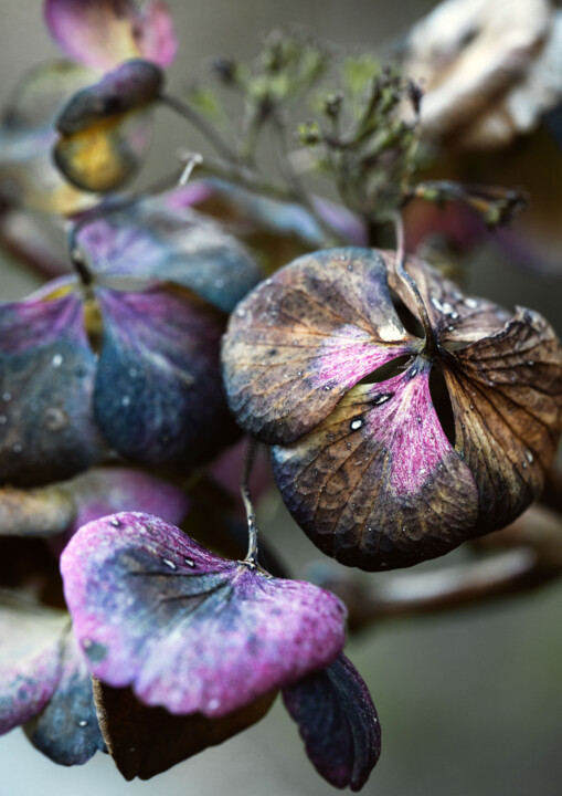 Photographie intitulée "L'hortensia rose fa…" par Melancholya, Œuvre d'art originale, Photographie numérique