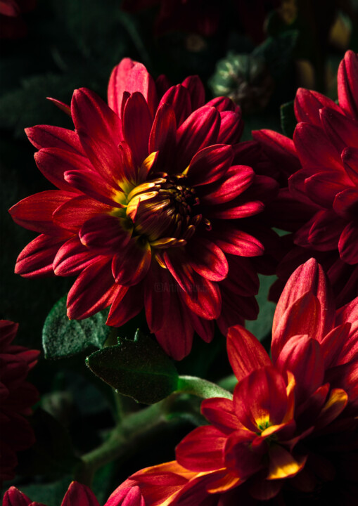 Photographie intitulée "Le chrysanthème rou…" par Melancholya, Œuvre d'art originale, Photographie numérique