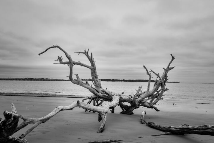 Photography titled "Driftwood on Boneya…" by Melissa Fague, Original Artwork, Digital Photography