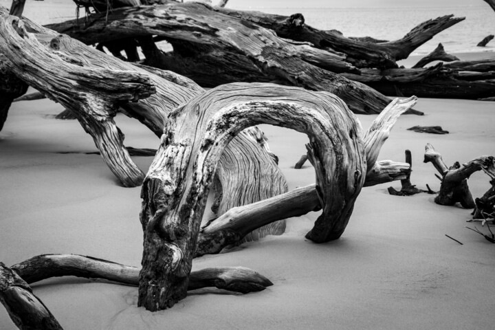 Photography titled "Dead Tree Boneyard…" by Melissa Fague, Original Artwork, Digital Photography