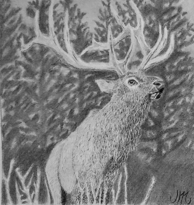 Drawing titled "Rocky Mountain Elk" by Mendoza Fine Arts, Original Artwork, Pencil