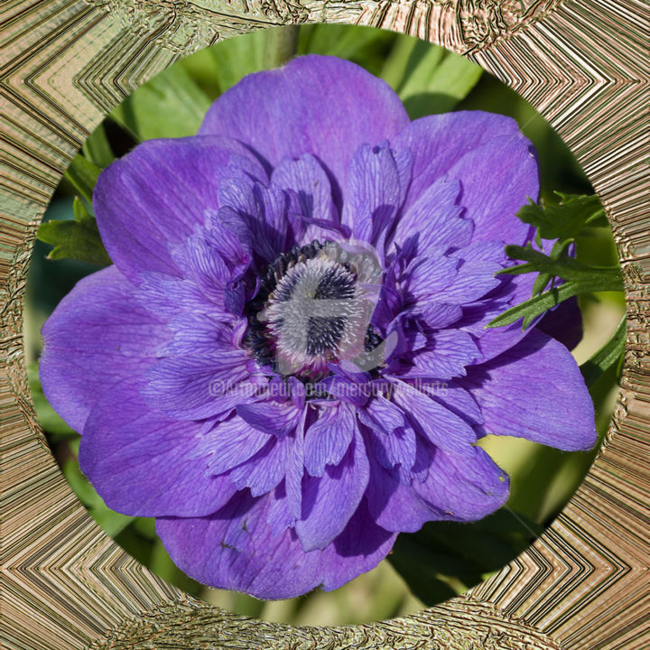 Digital Arts titled "Anemone Blue" by Richard Cresswell Thomas, Original Artwork, 2D Digital Work