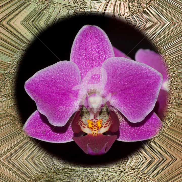 Digital Arts titled "Orchid 1" by Richard Cresswell Thomas, Original Artwork, 2D Digital Work