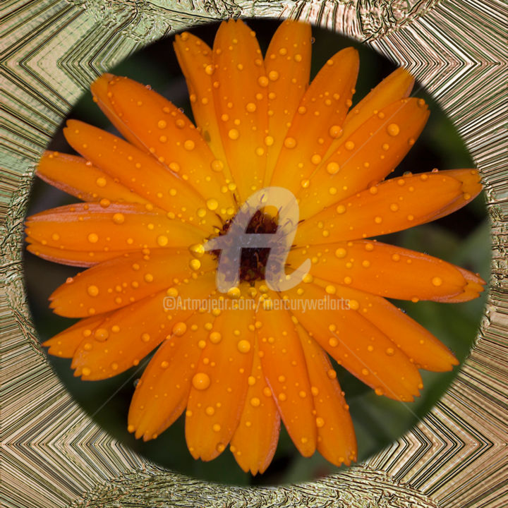 Digital Arts titled "Calendula" by Richard Cresswell Thomas, Original Artwork, 2D Digital Work