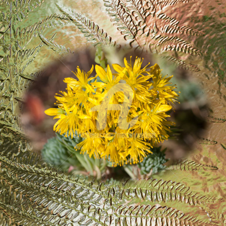 Digitale Kunst mit dem Titel "Sedum Yellow" von Richard Cresswell Thomas, Original-Kunstwerk, 2D digitale Arbeit