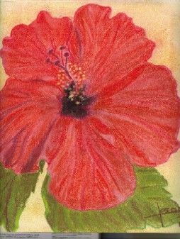 Rysunek zatytułowany „mon hibiscus” autorstwa Sylvia Leroy, Oryginalna praca, Pastel