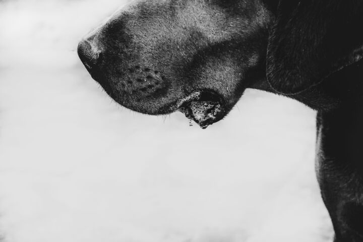 Фотография под названием "Dog" - Merida-Joy, Подлинное произведение искусства, Не манипулируемая фотография