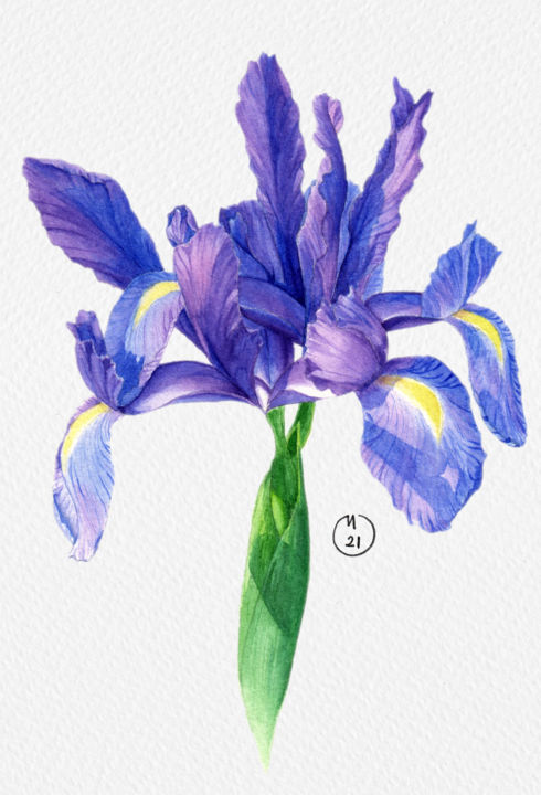 Peinture intitulée "Purple Wild Iris" par Merve Detant, Œuvre d'art originale, Aquarelle