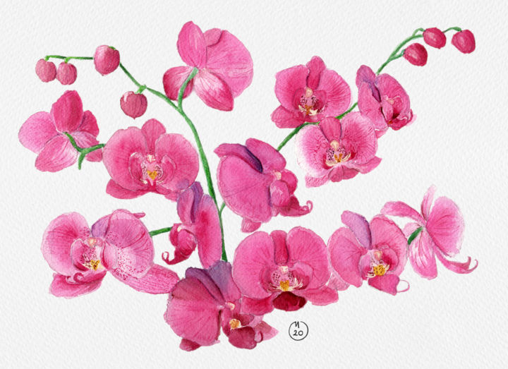 Peinture intitulée "Orchids" par Merve Detant, Œuvre d'art originale, Aquarelle