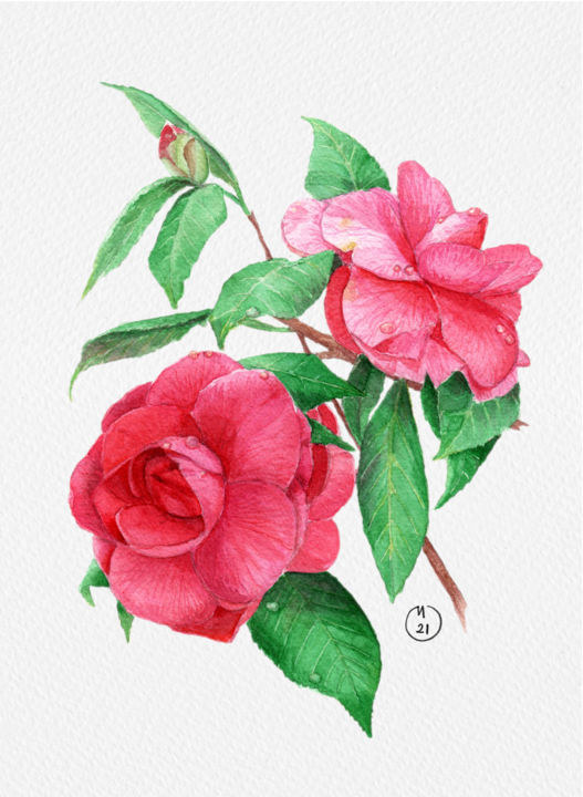 Peinture intitulée "Camellia" par Merve Detant, Œuvre d'art originale, Aquarelle