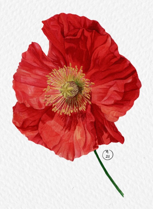 Peinture intitulée "Red Poppy watercolor" par Merve Detant, Œuvre d'art originale, Aquarelle