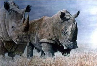 Pintura titulada "White Rhinos" por Martin Coohill, Obra de arte original, Oleo