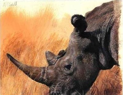 Pintura titulada "Rhino Study" por Martin Coohill, Obra de arte original, Oleo