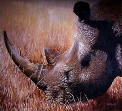 Pintura titulada "Rhino Portrait" por Martin Coohill, Obra de arte original, Oleo