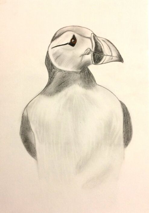Perroquet De Mer Drawing By Alen Miailhes Artmajeur