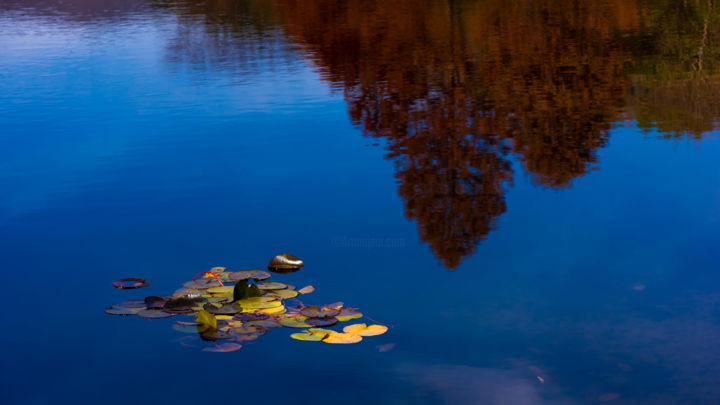 Photography titled "Fall foliage" by Michael Photography, Original Artwork