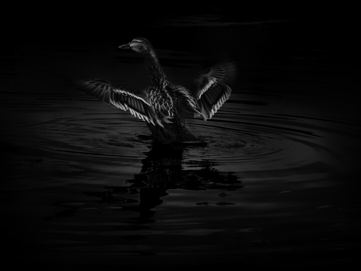 Photography titled "Black And White Duc…" by Michael Lomiya, Original Artwork, Digital Photography