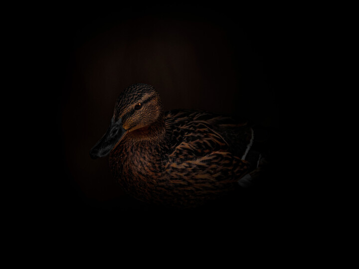 "Brown Duck In The D…" başlıklı Fotoğraf Michael Lomiya tarafından, Orijinal sanat, Fotoşoplu fotoğrafçılık