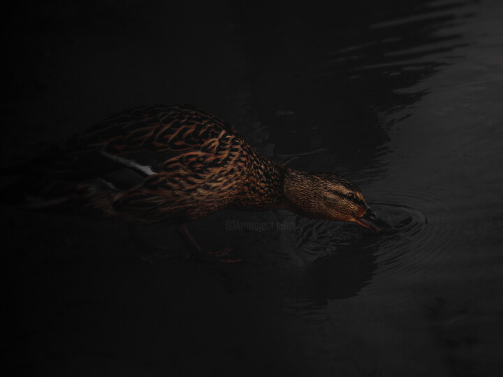 Photography titled "Brown Duck Drinks W…" by Michael Lomiya, Original Artwork, Manipulated Photography