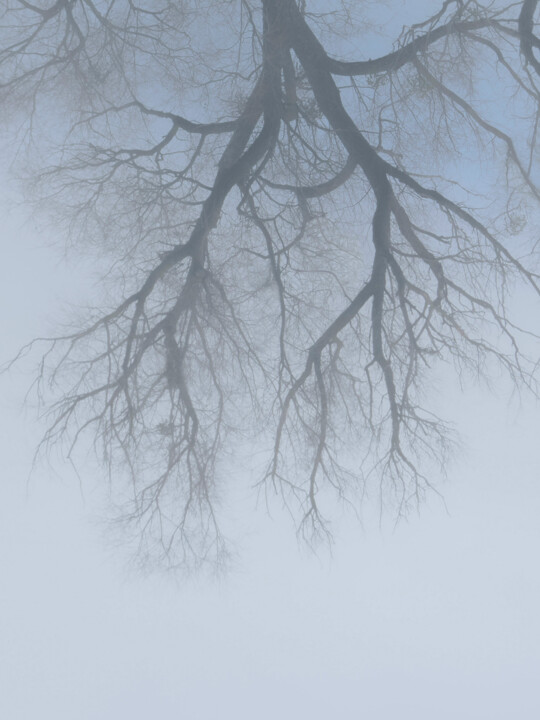 Fotografie getiteld "Winter. A Branching…" door Michael Lomiya, Origineel Kunstwerk, Gemanipuleerde fotografie