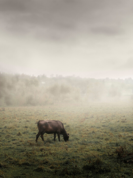 "A Black Cow Grazes…" başlıklı Fotoğraf Michael Lomiya tarafından, Orijinal sanat, Fotoşoplu fotoğrafçılık