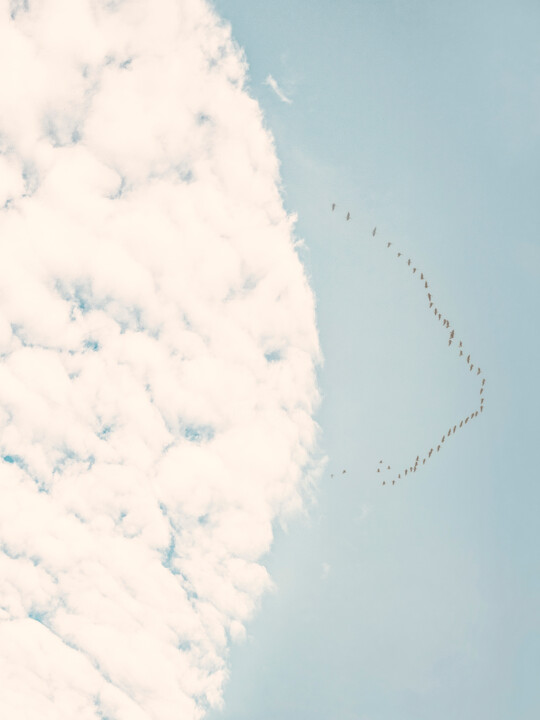 Fotografie getiteld "A Flock Of Birds In…" door Michael Lomiya, Origineel Kunstwerk, Gemanipuleerde fotografie