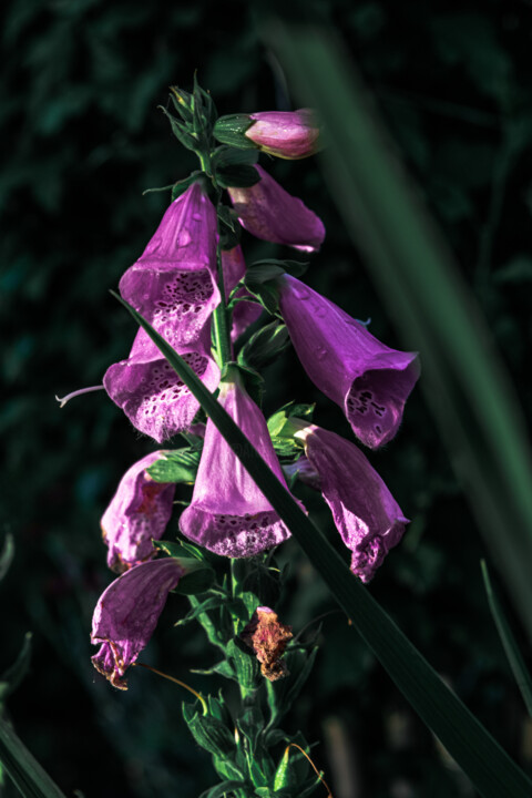 Photography titled "A Purple Flower In…" by Michael Lomiya, Original Artwork, Manipulated Photography