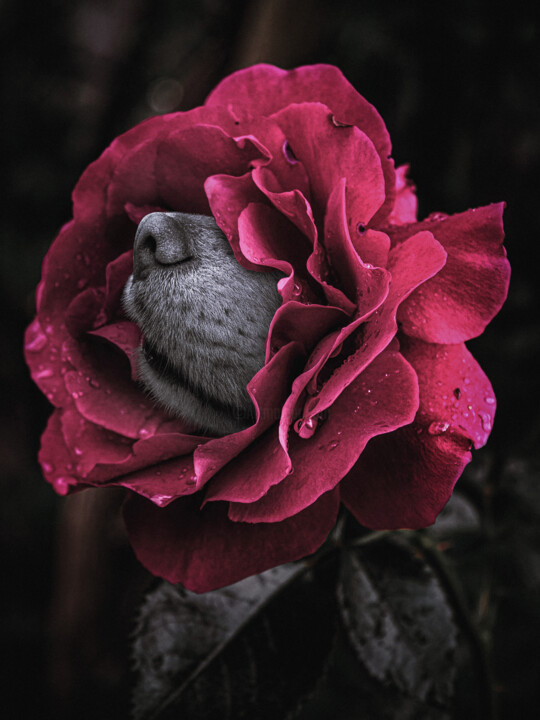 Fotografie getiteld "A Rose With A Dog's…" door Michael Lomiya, Origineel Kunstwerk, Digitale collage