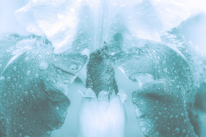 摄影 标题为“A Delicate Wet Cyan…” 由Michael Lomiya, 原创艺术品, 操纵摄影