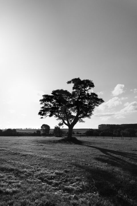 Fotografia intitulada "árvore da vida" por Michael Pierin, Obras de arte originais, Fotografia Manipulada