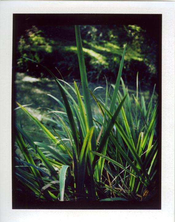 Фотография под названием "Polaroid2" - Michal Vojkuvka, Подлинное произведение искусства, Пленочная фотография